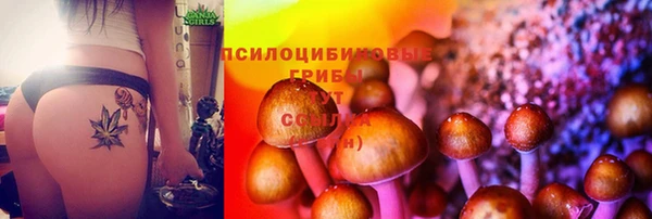 apvp Алзамай